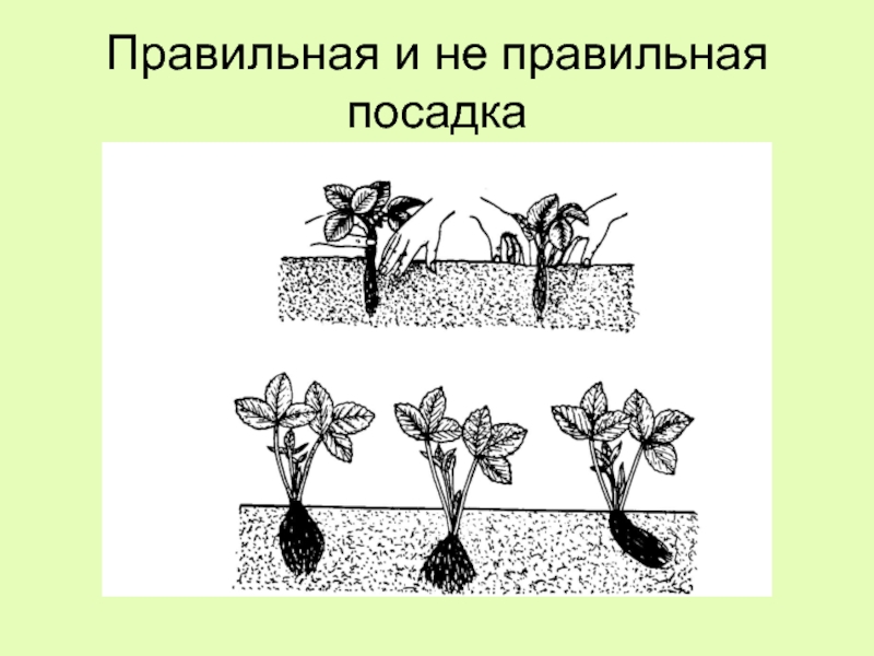 5 главных ошибок при посадке земляники