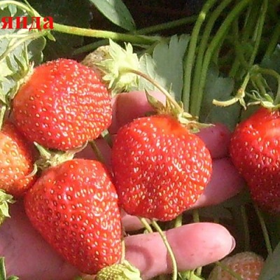 Земляника садовая Арабелла